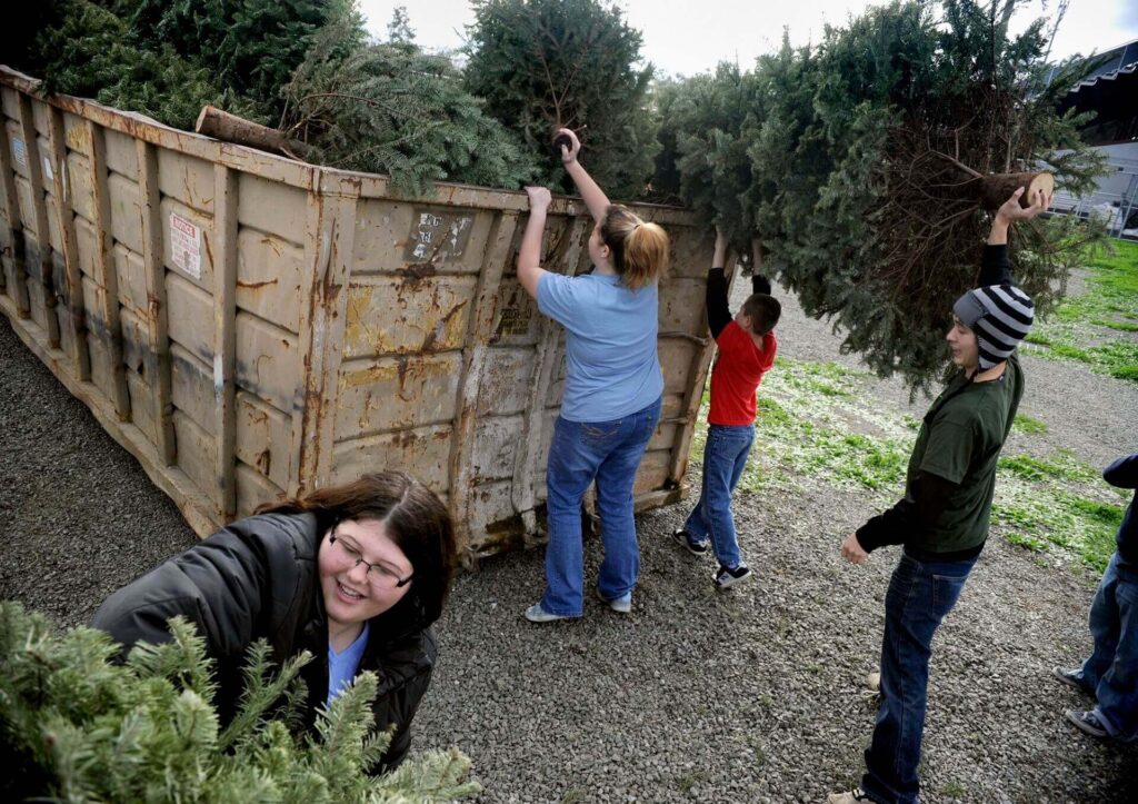 Tree Removal Dumpster Services-Colorado Dumpster Services of Longmont